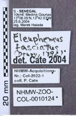 Etiketten zu Conoderus bellus (NHMW-ZOO-COL-0010124)